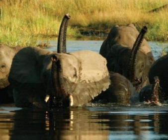 private safari to Botswana wildlife game